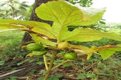 Tacca leontopetaloides